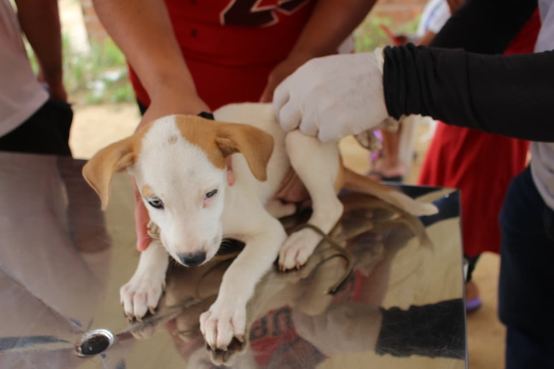 vacinação zoonoses 220126
