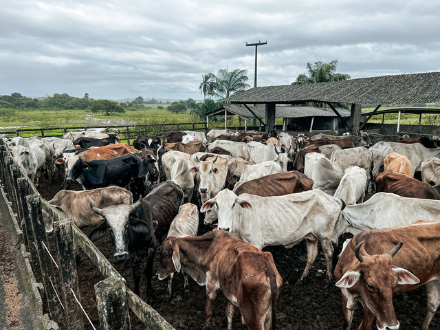 Secretaria de Agricultura de Alhandra inicia Campanha de Vacinação contra a Brucelose e reforça compromisso com a produção rural
